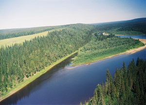 Парма - хвойный лес на Урале. Фото: unesco.ru